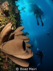 Brown Tube Sponge and Divers by Boaz Meiri 
